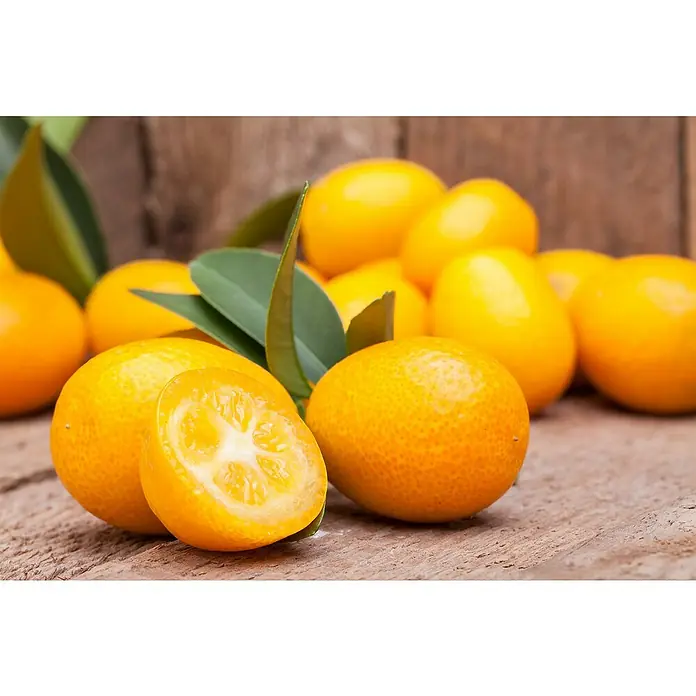 Kumquat - Citrus fortunella, Topfgröße: 18 cm - Eine Nahaufnahme von Kumquats, mit einer halbierten Frucht, die ihr saftiges Inneres zeigt, auf einem rustikalen Holztisch.