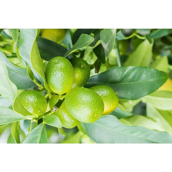 Kumquat - Citrus fortunella, Topfgröße: 18 cm - Eine Nahaufnahme von ovalen, grünen Kumquats, die an einem Baum wachsen, umgeben von grünen Blättern, die die frische und natürliche Schönheit der Zitrusfrüchte zeigen.