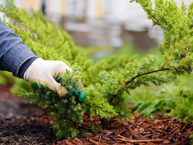 hand-met-mulch-in-tuin
