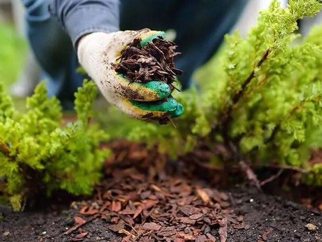 hand-met-mulch-in-tuin