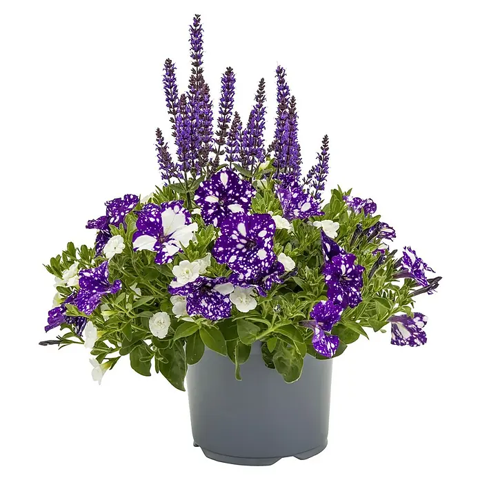 Piardino Pflanzenarrangement BloomMatch - Beetpflanzen Mix, Topfgröße: 19 cm - Ein Arrangement aus lila Petunien mit weißen Sprenkeln und Salbei in einem grauen Topf, ideal für Garten und Balkon.