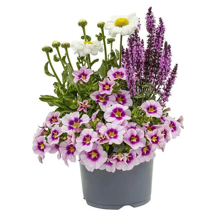 Piardino Pflanzenarrangement BloomMatch - Beetpflanzen Mix, Topfgröße: 19 cm - Farbenfroher Blumenkasten mit weißen Margeriten, violetten Zauberglöckchen und lila Salbei, der jedem Außenbereich eine frische Note verleiht.
