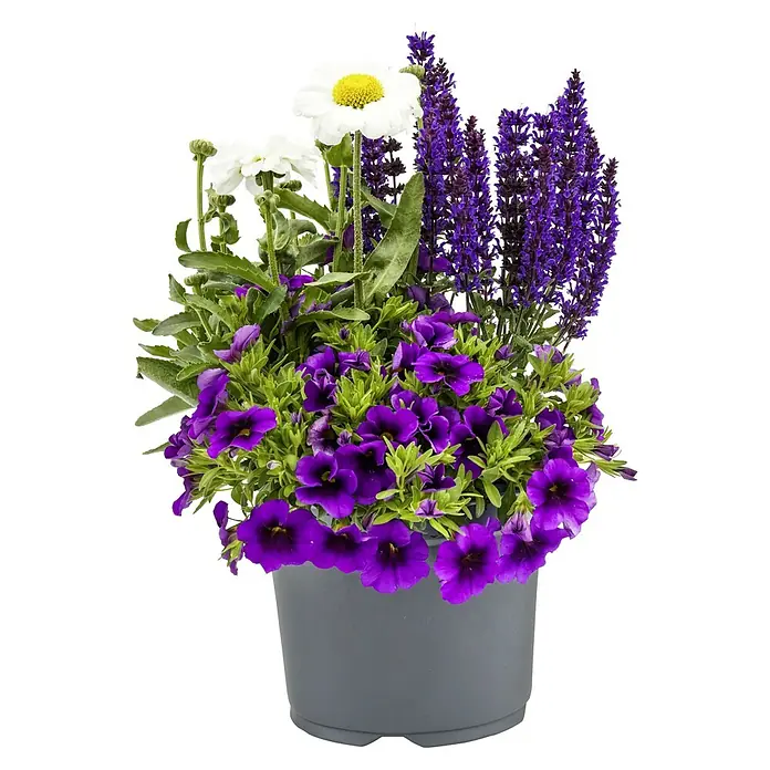 Piardino Pflanzenarrangement BloomMatch - Beetpflanzen Mix, Topfgröße: 19 cm - Eine Nahaufnahme eines Topfes mit lila Petunien, weißen Gänseblümchen und violettem Salbei, die in einem grauen Topf gepflanzt sind.