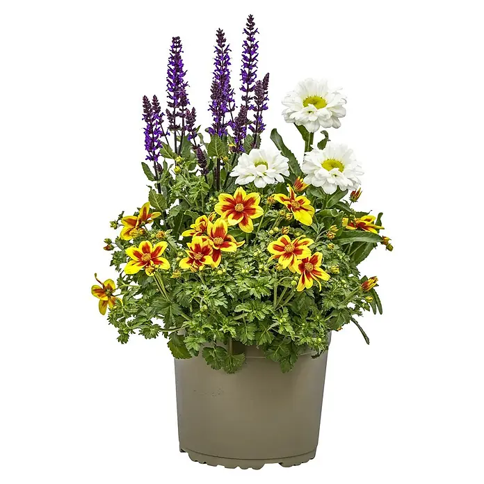 Piardino Pflanzenarrangement BloomMatch - Beetpflanzen Mix, Topfgröße: 19 cm - Blumenarrangement im Topf. Die bunten Blüten in Gelb, Rot, Weiß und Lila setzen einen frühlingshaften Akzent.