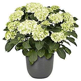 Piardino Bauernhortensie (Hydrangea macrophylla, Topfgröße: 27 cm)