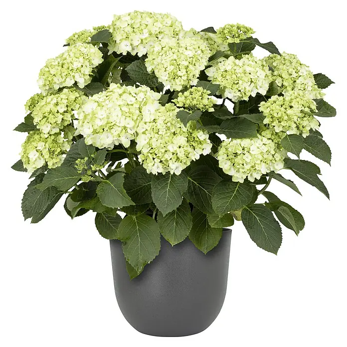 Piardino Bauernhortensie - Hydrangea macrophylla, Topfgröße: 27 cm - Eine üppige grüne Hortensie in einem modernen, dunklen Topf. Die Blütenstände sind dicht und hellgrün.