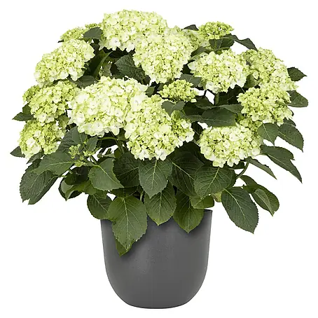 Piardino  Bauernhortensie