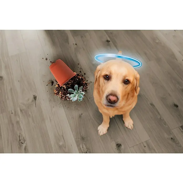 Vileda pet pro Tierhaar-Entferner Electrostatic Brush - Rot/Schwarz, Material Borsten: Gummi, Kunststoff - Der unschuldige Blick eines Labradors mit Heiligenschein neben einem umgestürzten Blumentopf, der auf dem Boden liegt.