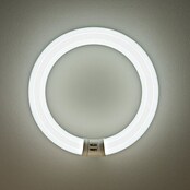 Osram Tubo fluorescente (T9, Blanco frío, 40 W, Largo: 40 cm, Clase de eficiencia energética: A)
