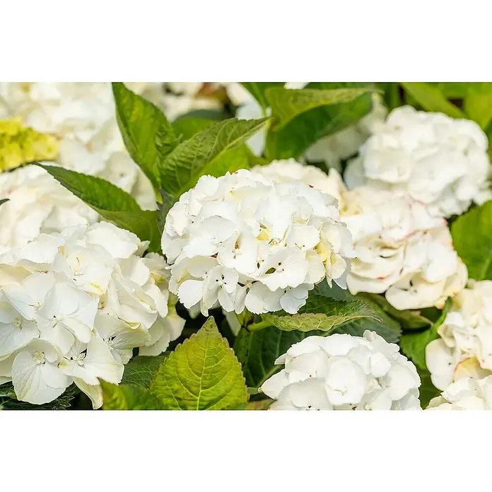 Piardino Bauernhortensie Stamm - Hydrangea macrophylla, Topfgröße: 17 cm, Blau/Rosa/Rot/Weiß - Nahaufnahme einer weißen Hortensienblüte mit grünen Blättern. Die Hortensie ist eine beliebte Zierpflanze für Gärten und Parks.