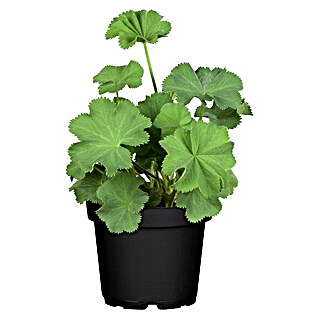 Piardino Frauenmantel (Alchemilla mollis, Topfgröße: 13 cm)