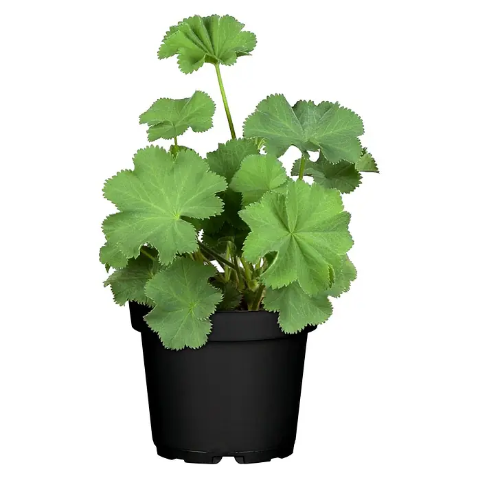 Piardino Frauenmantel - Alchemilla mollis, Topfgröße: 13 cm - Nahaufnahme einer bezaubernden Frauenmantel-Pflanze in einem schwarzen Topf, die ihre filigranen, grünen Blätter zur Schau stellt.