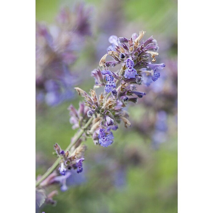Nepeta 13  blau