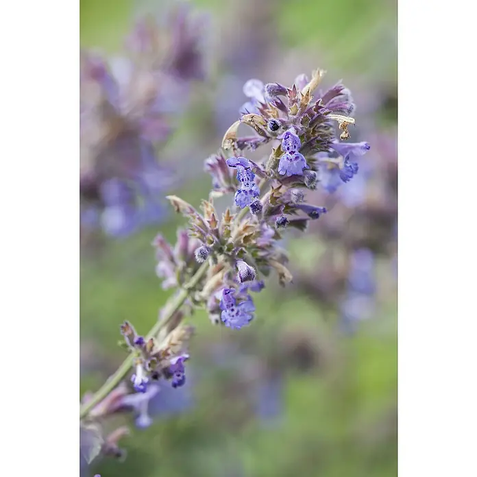 Piardino Katzenminze - Nepeta fassenii, Blau - Nahaufnahme eines blühenden Zweigs von Nepeta, der sich durch zarte lila Blüten und weiche, graugrüne Blätter auszeichnet.
