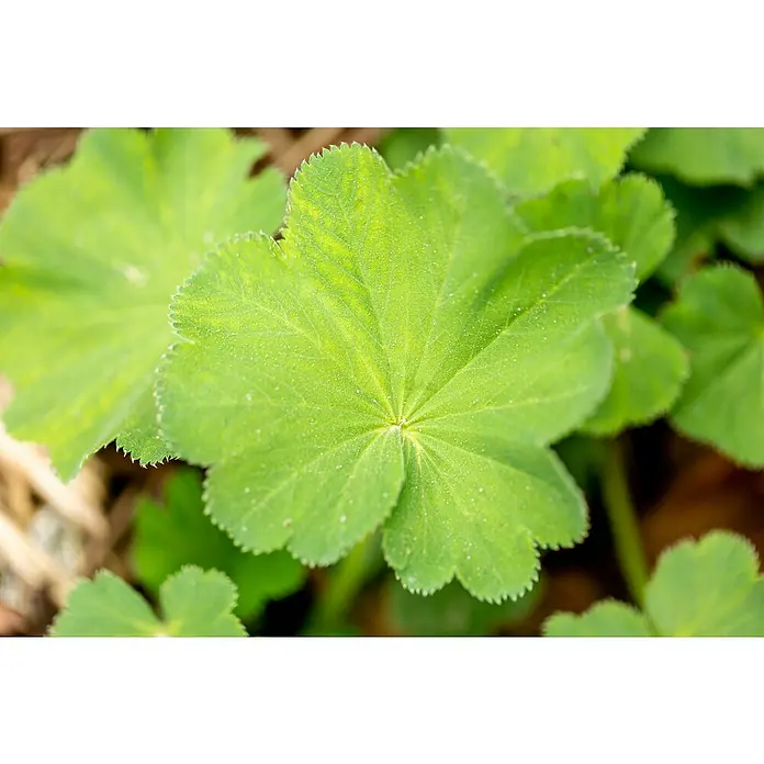 Piardino Frauenmantel - Alchemilla mollis, Topfgröße: 13 cm - Nahaufnahme eines strahlend grünen Frauenmantel-Blattes mit gezacktem Rand, das die Schönheit der Natur hervorhebt.