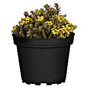 Sedum 13  i.S. gem.