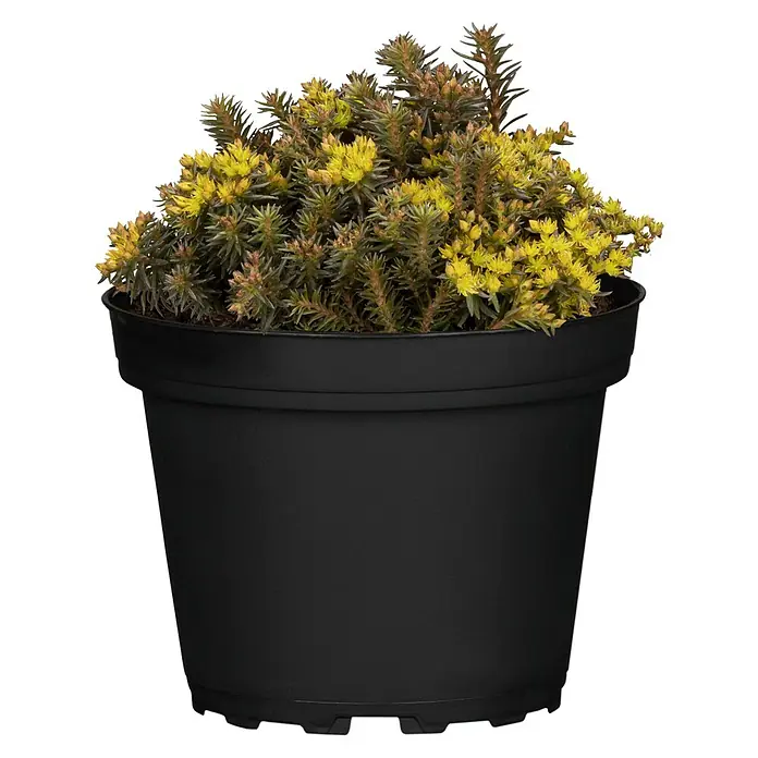 Piardino Garten-Fettblatt - Sedum in Sorten, Topfgröße: 13 cm - Eine detailreiche Nahaufnahme einer Sedum floriferum 'Weihenstephaner Gold Fetthenne' Pflanze in einem schwarzen Topf.