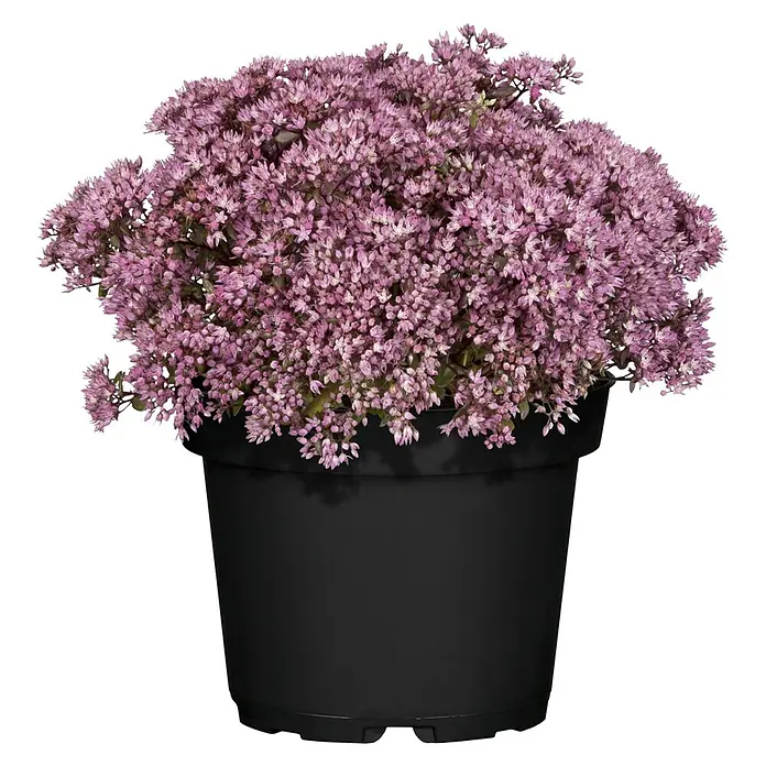 Piardino Garten-Fettblatt - Sedum in Sorten, Topfgröße: 13 cm - Topfpflanze mit üppigen kleinen rosa Blüten in einem schwarzen Gefäß.