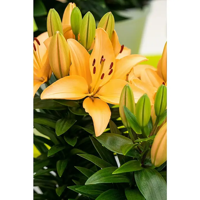 Piardino Lilie - Lilium Hybride, Topfgröße: 19 cm, Sortenabhängig - Nahaufnahme einer blühenden, orangefarbenen Lilie mit grünen Knospen und glänzenden Blättern.