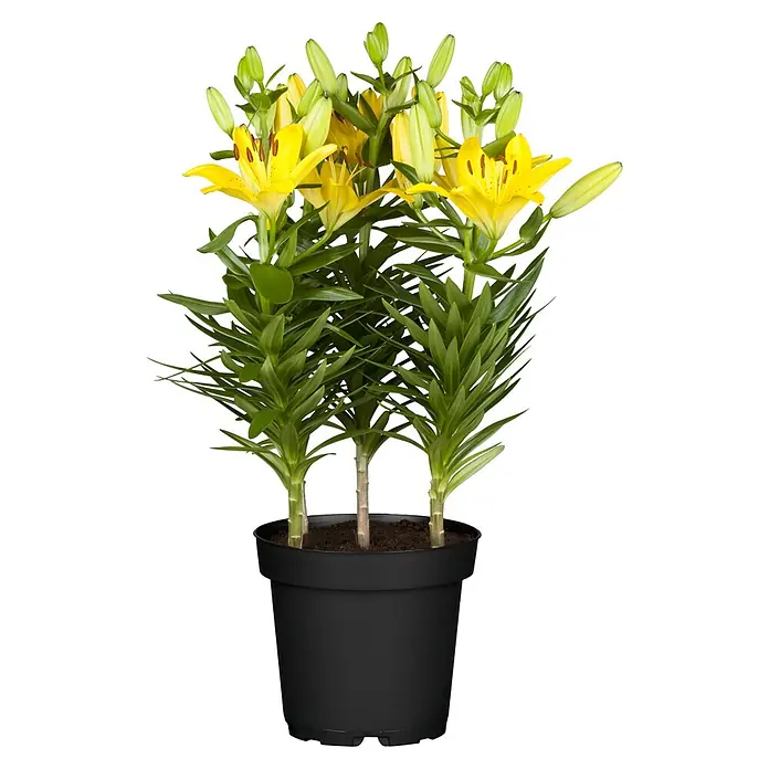Piardino Lilie - Lilium Hybride, Topfgröße: 19 cm, Sortenabhängig - Nahaufnahme einer Topfpflanze mit leuchtend gelben Lilienblüten und grünen Blättern in einem schwarzen Topf.