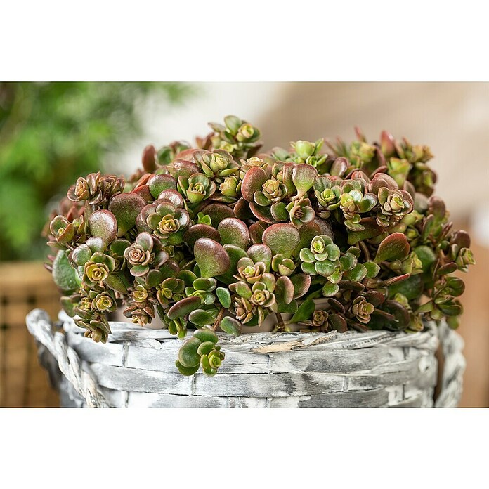 Hauswurz 6er Set (Sedum Hybride, Topfgröße: 9 cm) | BAUHAUS
