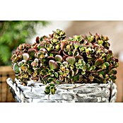 Hauswurz 6er Set (Sedum Hybride, Topfgröße: 9 cm) | BAUHAUS