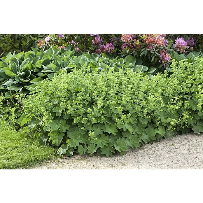 Piardino Frauenmantel - Alchemilla mollis, Topfgröße: 13 cm - Üppige Frauenmantel-Pflanze mit gelbgrünen Blüten vor Hostas und Rhododendren.