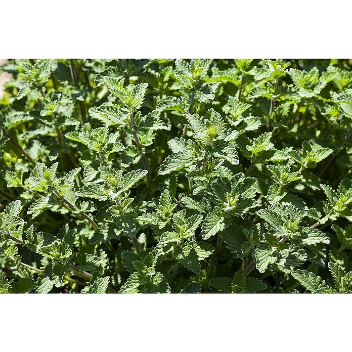 Nepeta 13  blau