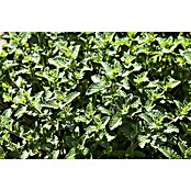 Nepeta 13  blau
