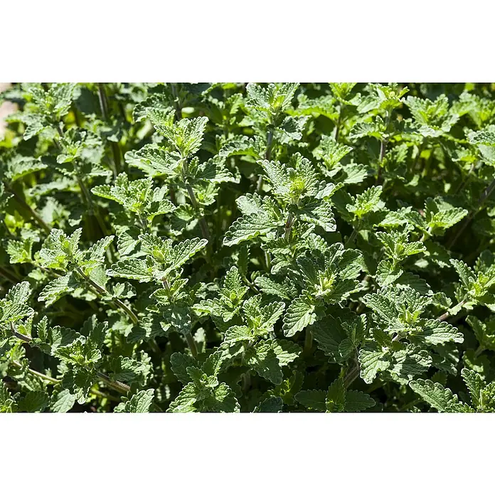 Piardino Katzenminze - Nepeta fassenii, Blau - Nahaufnahme von vielen Catnip-Pflanzen mit grünen gezackten Blättern und dünnen Stielen.