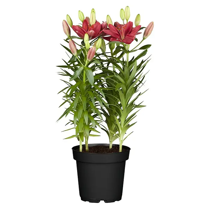 Piardino Lilie - Lilium Hybride, Topfgröße: 19 cm, Sortenabhängig - Wunderschöne rote Lilien in einem schwarzen Topf, die Eleganz und Farbe in jeden Raum bringen. Ein dekoratives Highlight für Ihr Zuhause.
