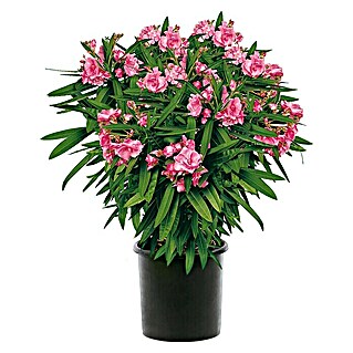 Oleander | BAUHAUS sterreich