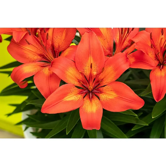 Piardino Lilie - Lilium Hybride, Topfgröße: 19 cm, Sortenabhängig - Nahaufnahme von leuchtend orangefarbenen Lilienblüten mit grünen Blättern, die die Schönheit und Details der Blüten hervorheben.