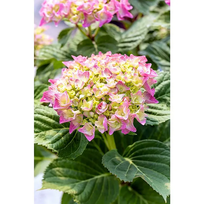 Piardino Bauernhortensie Stamm - Hydrangea macrophylla, Topfgröße: 17 cm, Blau/Rosa/Rot/Weiß - Nahaufnahme einer rosa und weißen Hortensie im Garten, umgeben von grünen Blättern.