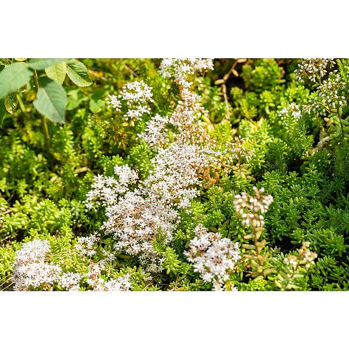 Hauswurz 6er Set (Sedum Hybride, Topfgröße: 9 cm) | BAUHAUS