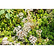 Hauswurz 6er Set (Sedum Hybride, Topfgröße: 9 cm) | BAUHAUS