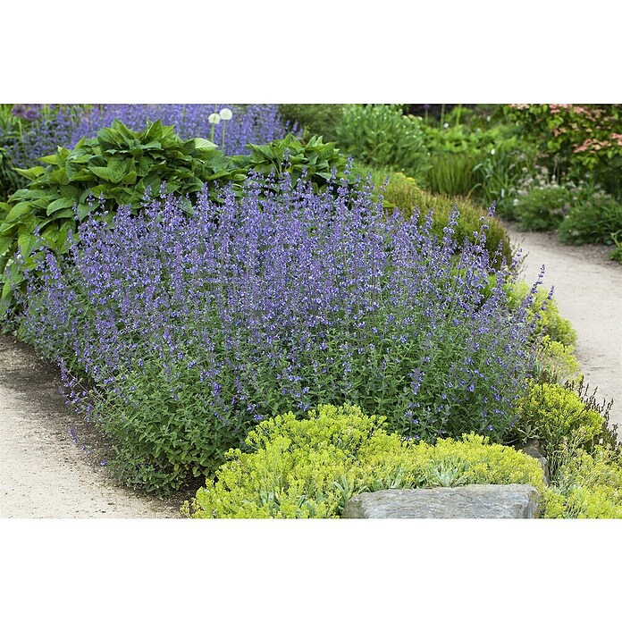 Nepeta 13  blau