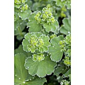 Alchemilla 13