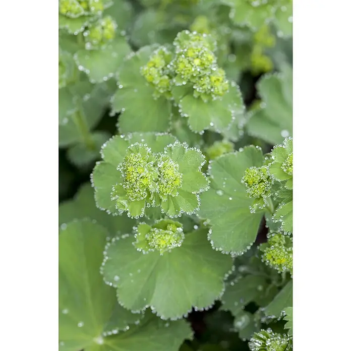 Piardino Frauenmantel - Alchemilla mollis, Topfgröße: 13 cm - Nahaufnahme von Frauenmantelblättern, die mit glitzernden Tautropfen geschmückt sind und die zarte Schönheit der Natur zeigen.