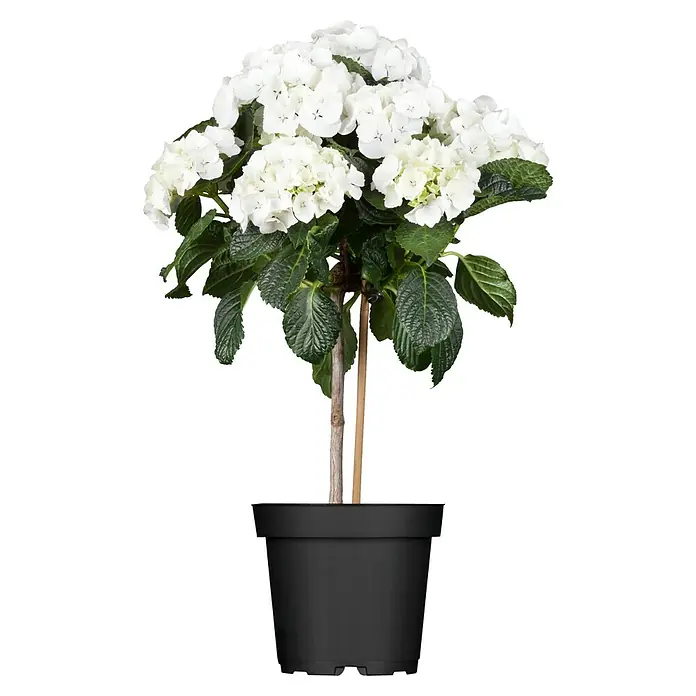 Piardino Bauernhortensie Stamm - Hydrangea macrophylla, Topfgröße: 17 cm, Blau/Rosa/Rot/Weiß - Ein Strauch-Hortensie mit üppigen weißen Blüten, kunstvoll in einem schwarzen Topf präsentiert, die perfekte Ergänzung für jeden Raum.