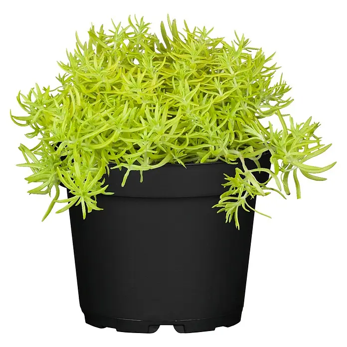 Piardino Garten-Fettblatt - Sedum in Sorten, Topfgröße: 13 cm - Limettengrüne Sukkulente in einem schwarzen Plastiktopf.
