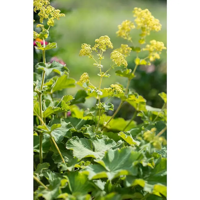 Piardino Frauenmantel - Alchemilla mollis, Topfgröße: 13 cm - Nahaufnahme einer üppigen Frauenmantelpflanze mit ihren charakteristischen gelb-grünen Blüten und rundlichen Blättern.