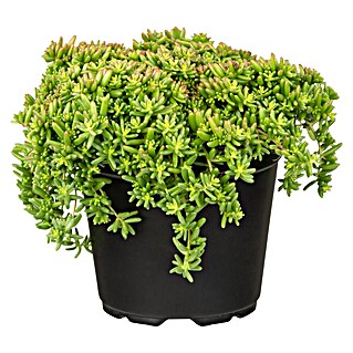 Piardino Garten-Fettblatt (Sedum in Sorten, Topfgröße: 13 cm)
