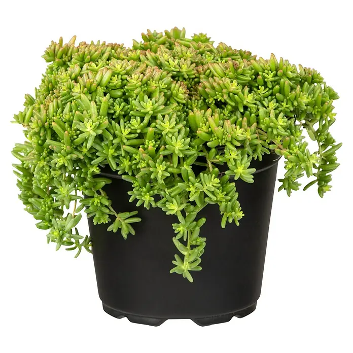 Piardino Garten-Fettblatt - Sedum in Sorten, Topfgröße: 13 cm - Ein grüner Sedum-Teppichmännchen (Sedum lineare) in einem schwarzen Topf. Die Pflanze hat dichte, nadelartige Blätter und leicht überhängende Triebe.