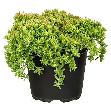 Piardino  Garten-Fettblatt