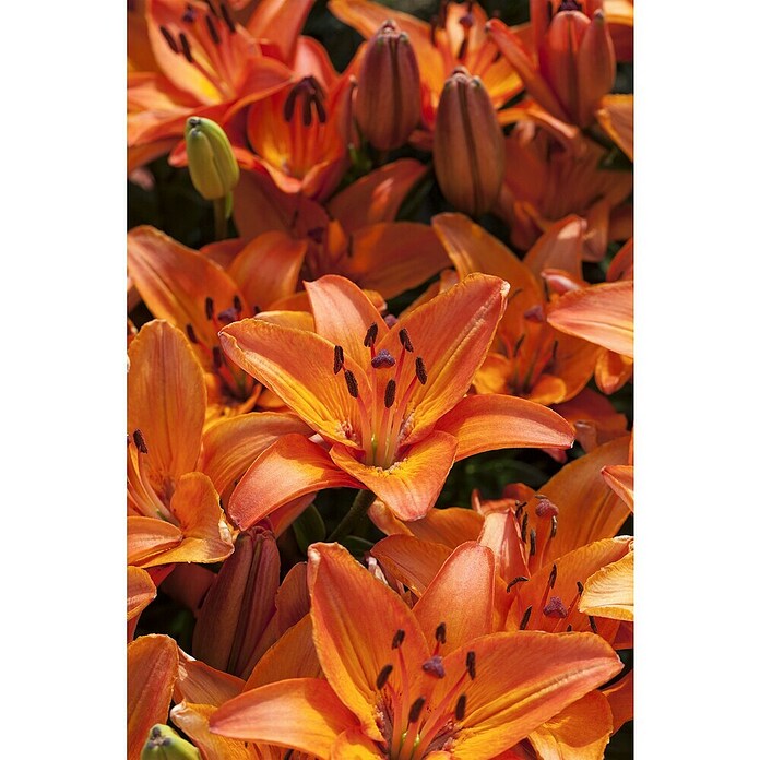 Piardino Lilie (Lilium Hybride, Topfgröße: 19 cm, Sortenabhängig) | BAUHAUS