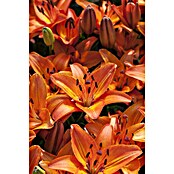 Piardino Lilie (Lilium Hybride, Topfgröße: 19 cm, Sortenabhängig) | BAUHAUS