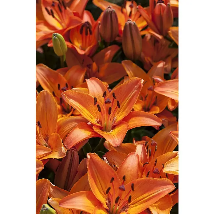 Piardino Lilie - Lilium Hybride, Topfgröße: 19 cm, Sortenabhängig - Nahaufnahme leuchtend orangefarbener Lilienblüten mit dunklen Staubgefäßen, die die Schönheit der Natur hervorheben.