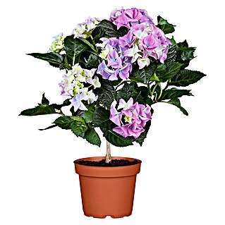 Piardino Bauernhortensie Stamm (Hydrangea macrophylla, Topfgröße: 17 cm, Blau/Rosa/Rot/Weiß)