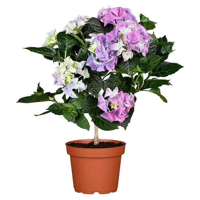 Piardino Bauernhortensie Stamm - Hydrangea macrophylla, Topfgröße: 17 cm, Blau/Rosa/Rot/Weiß - Hortensie im Topf mit rosa, lila und weißen Blüten. Die Hortensie ist ein Hingucker für jeden Raum und bringt Farbe in Ihr Zuhause.
